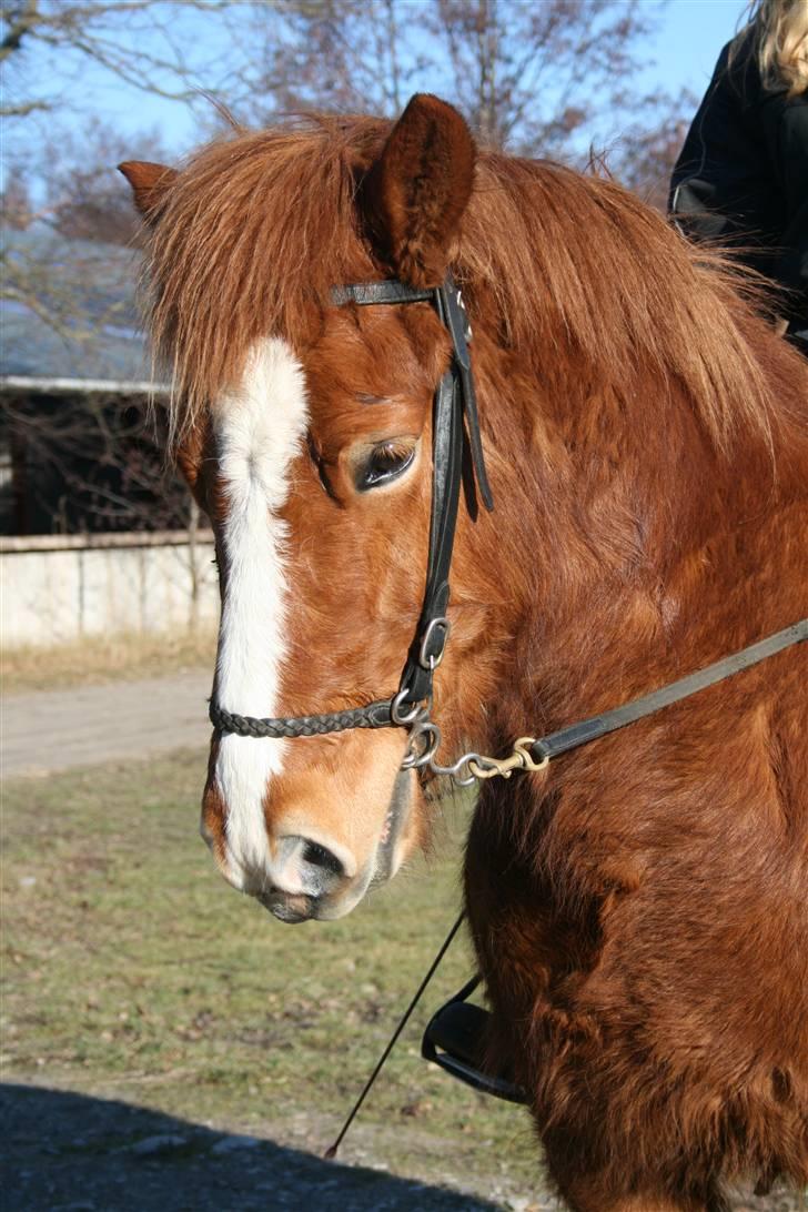 Islænder Raudblesi fra Læsø - Min dejlige Raudblesi billede 1