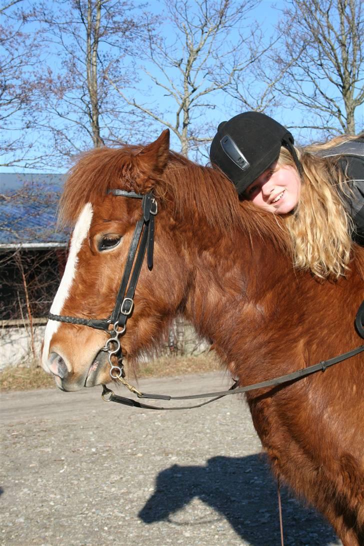 Islænder Raudblesi fra Læsø - Raudblesi og jeg <3 billede 2