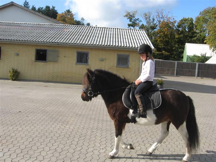 Anden særlig race Spirit * SOLGT * - Spirit på Morsø Rideklub oktober 2008 billede 8