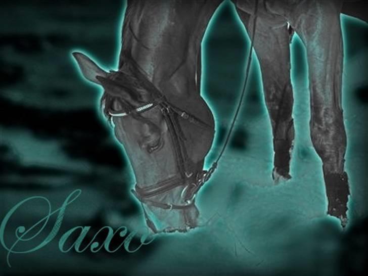 Dansk Varmblod Saxo Søndergård(R.I.P!) - Dette billede er lavet af Stine la Courq: Tak for det!(: billede 19