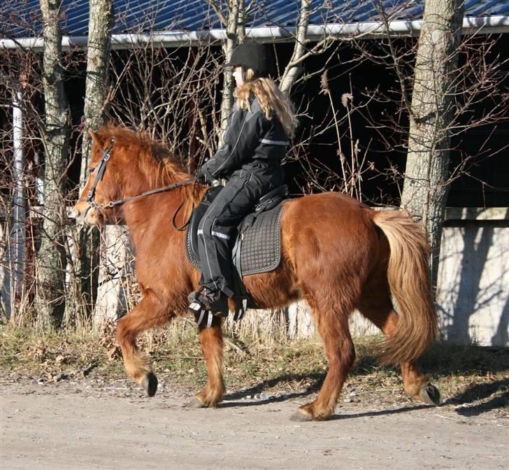 Islænder Raudblesi fra Læsø billede 3