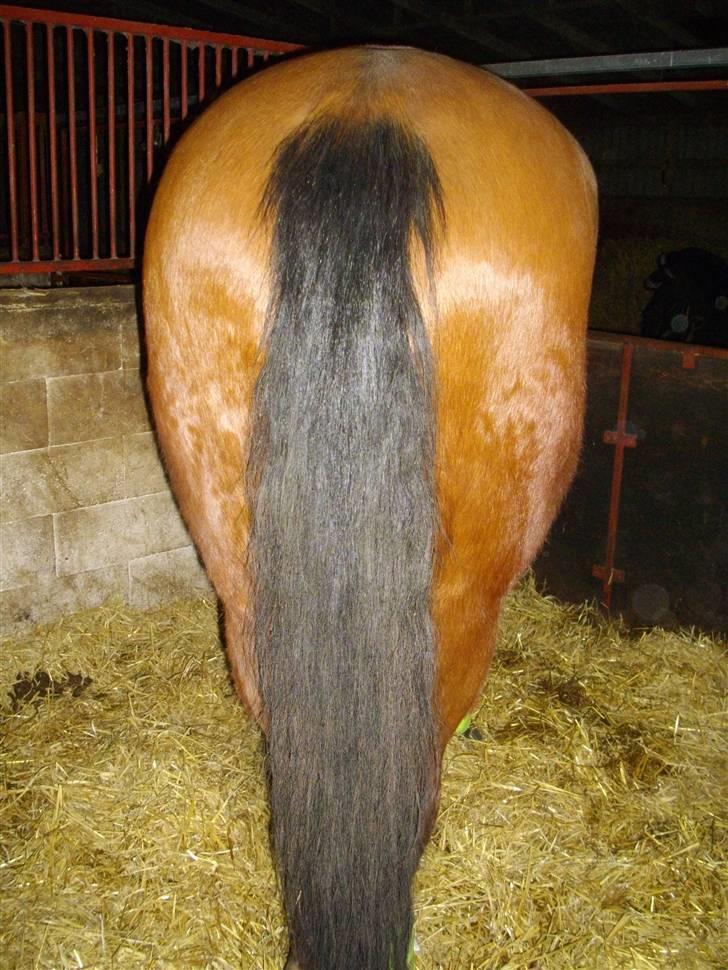 Dansk Varmblod Saxo Søndergård(R.I.P!) - Er det ikke en fin mås?(: hehe som man siger ´´når enden er god er alt ting godt!´´:D <3 Tak fordi i kiggede med! billede 20