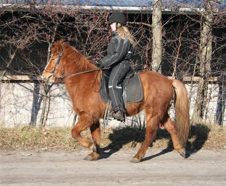Islænder Raudblesi fra Læsø billede 4