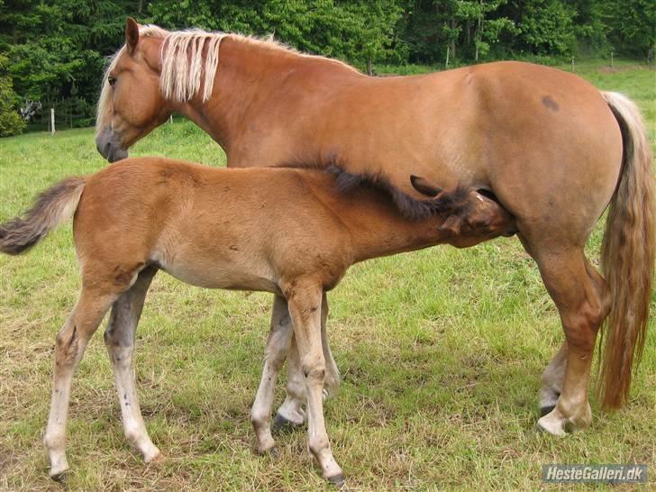 Anden særlig race Cha-Cha - Cha-Cha med føl :) Føllet hed Dericka, jeg har aldrig set det, men har fået lov at låne billedet af Rikke. Fotograf: Rikke Blume Nielsen billede 15