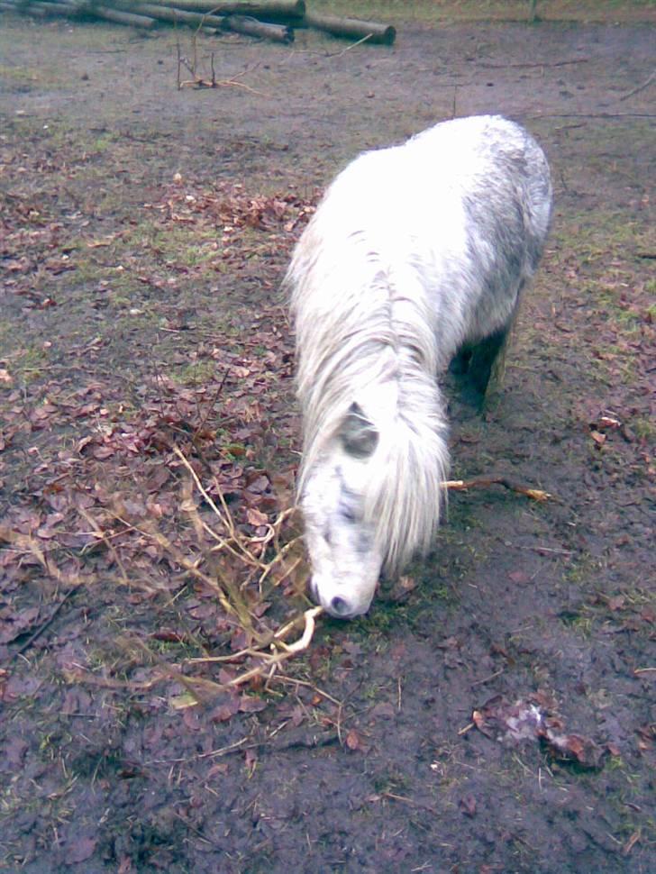 Shetlænder Ablace - Ablace spiser en gren xD Fotograf: Mig ;D billede 1