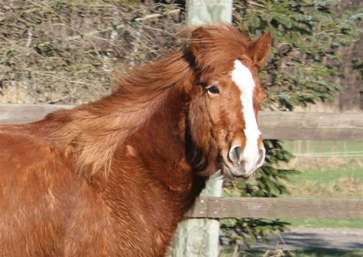 Islænder Raudblesi fra Læsø billede 5