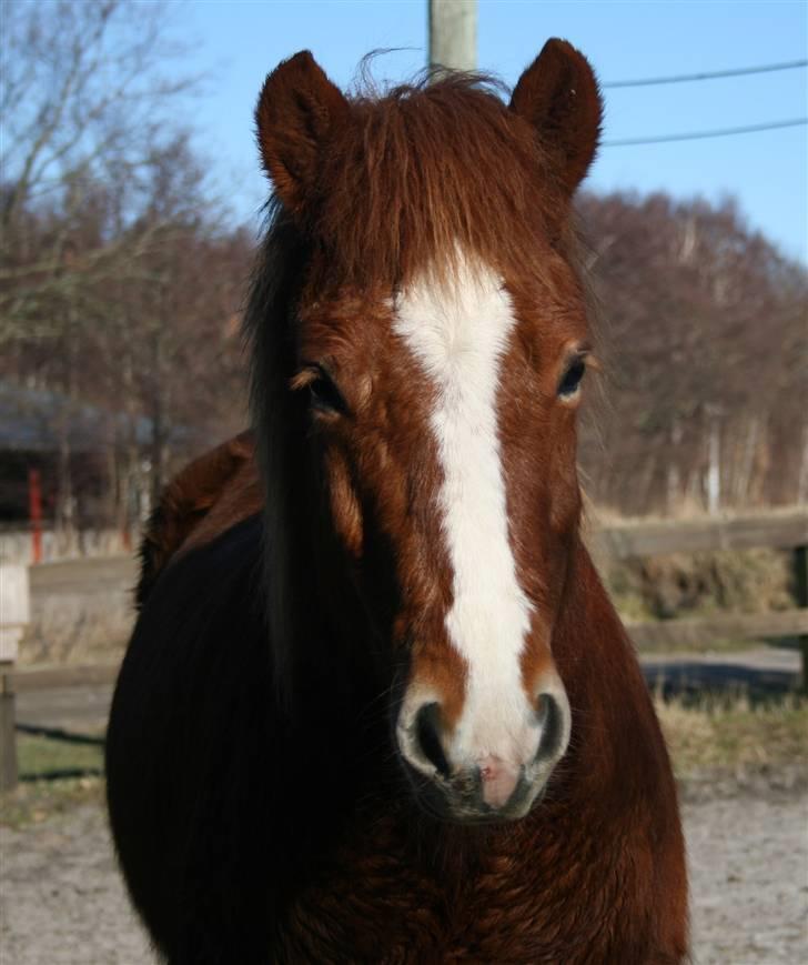 Islænder Raudblesi fra Læsø billede 6
