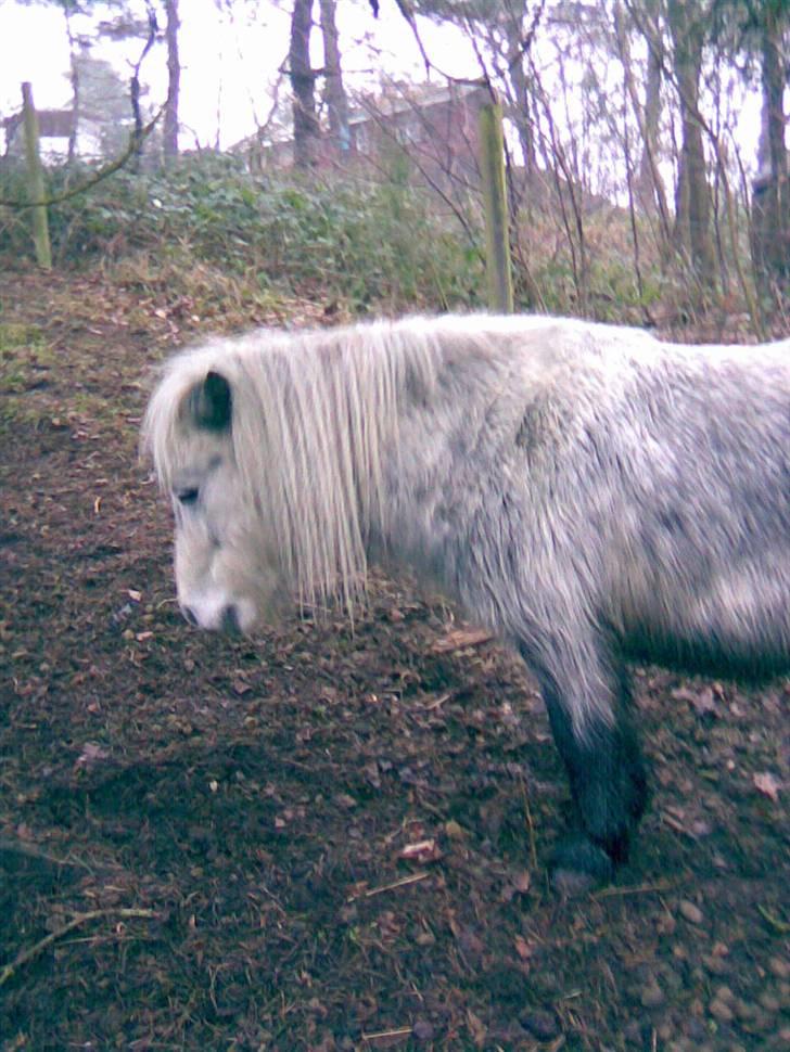 Shetlænder Ablace - Smuklingen <3 Foto: Mich ;D billede 2