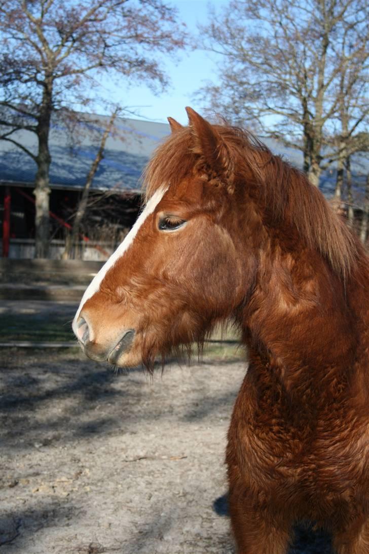 Islænder Raudblesi fra Læsø billede 7