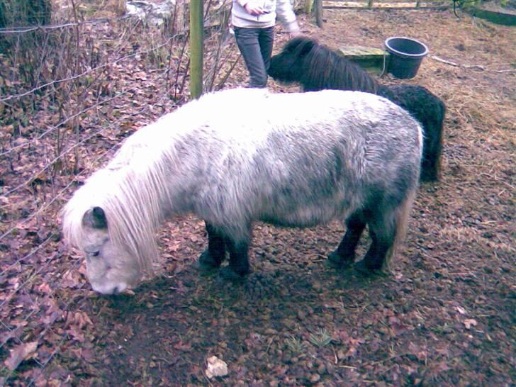 Shetlænder Ablace - Den sorte pony i baggrunden hedder Mauritz. Foto: Moi. billede 3