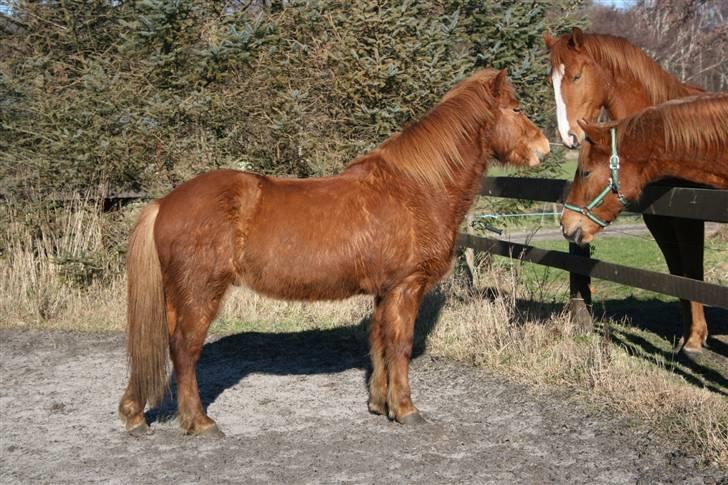 Islænder Raudblesi fra Læsø - Raudblesi hilser lige på Quarterne :) billede 8