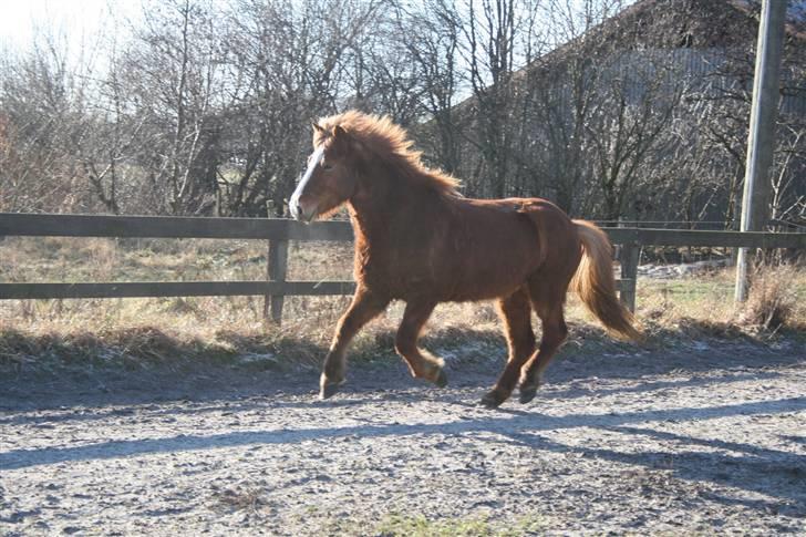 Islænder Raudblesi fra Læsø billede 9