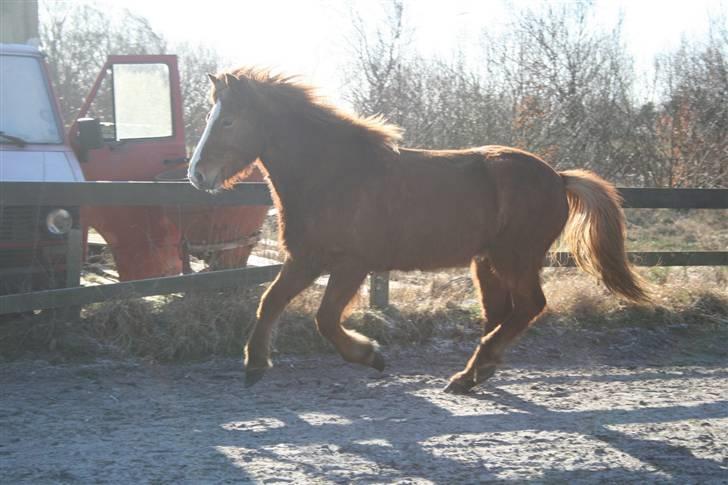 Islænder Raudblesi fra Læsø billede 10