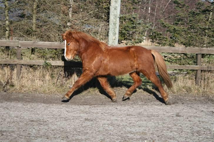 Islænder Raudblesi fra Læsø - Lækker trav :D billede 11