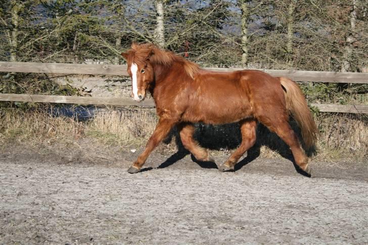 Islænder Raudblesi fra Læsø - <3  billede 12