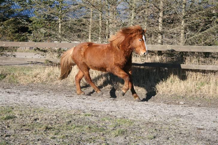 Islænder Raudblesi fra Læsø billede 13