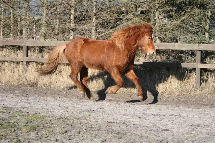 Islænder Raudblesi fra Læsø billede 14
