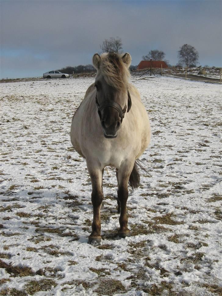 Fjordhest Ilina Hashagen SOLGT - Se min tykke mave der er kun 1 mdr. til termin 130209 billede 15