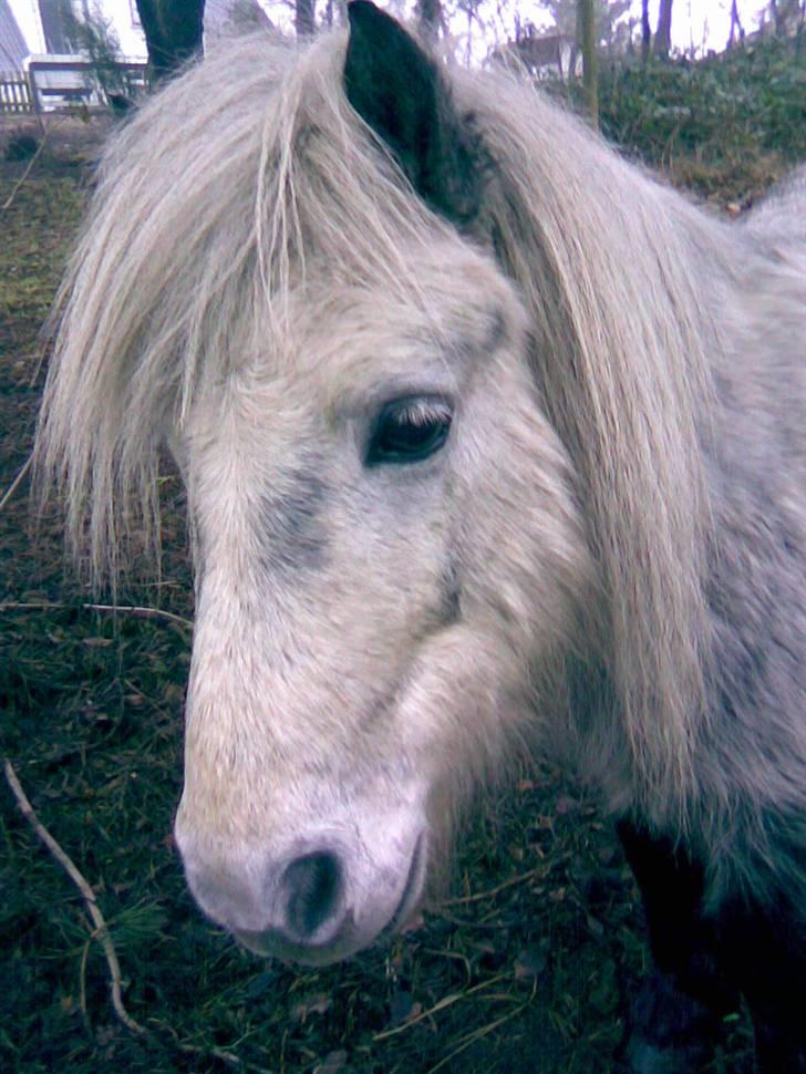 Shetlænder Ablace - Det bedste billede på hans lille tykke profil x´D Fotograf: Mig ;D billede 5