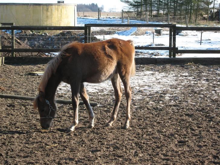 Arabisk fuldblod (OX) Shahefa MG Ibn ibn Wash billede 10