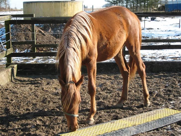 Arabisk fuldblod (OX) Zali  MG bint bint Washa billede 9