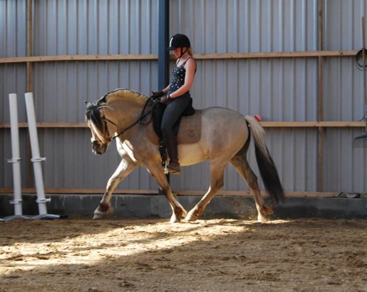 Fjordhest Hashagen´s D-Mark udlånt - Maj 08 da jeg red ham til for Jes.. billede 6