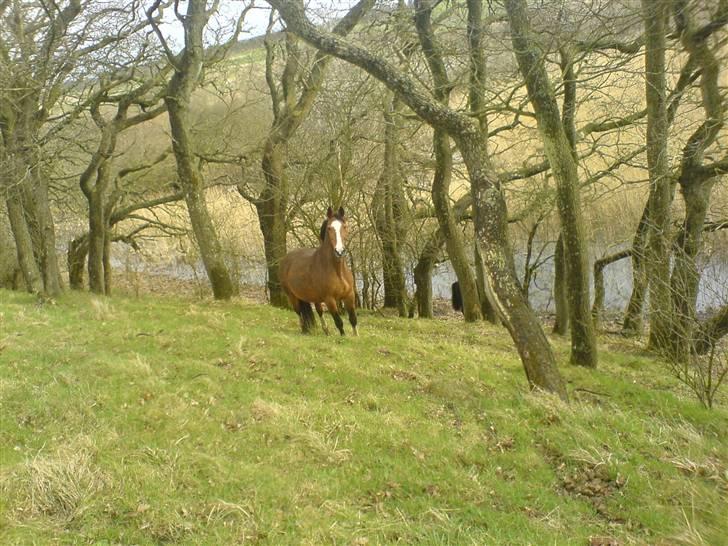 Dansk Varmblod Robina Sølyst billede 1
