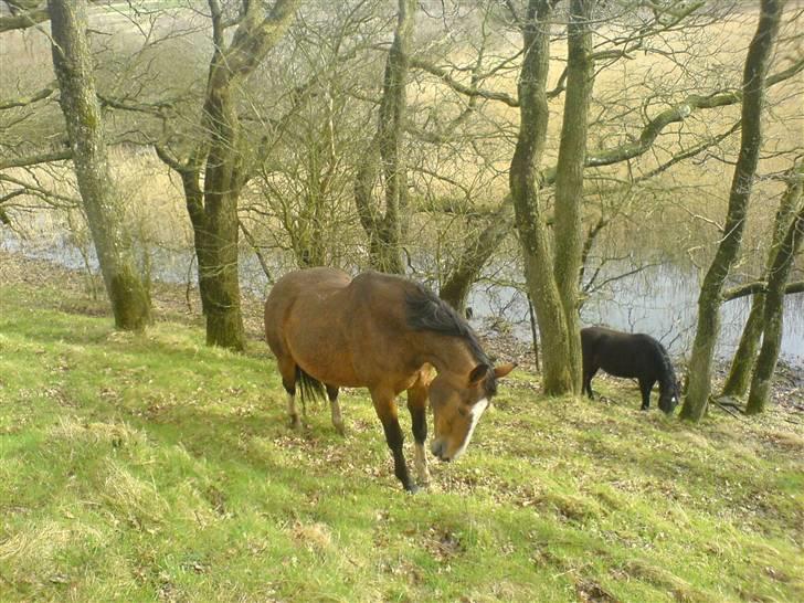 Dansk Varmblod Robina Sølyst billede 2