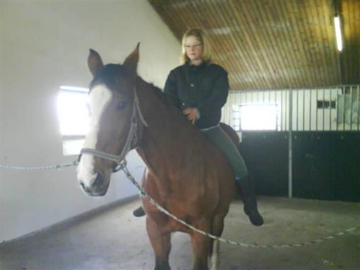 Dansk Varmblod Robina Sølyst billede 3