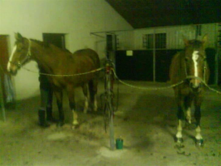 Dansk Varmblod Robina Sølyst billede 4