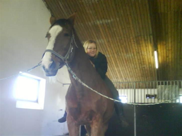 Dansk Varmblod Robina Sølyst billede 5