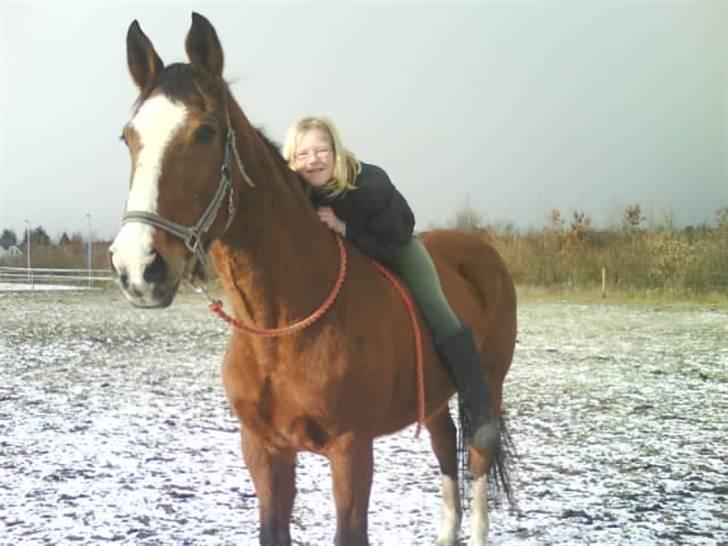 Dansk Varmblod Robina Sølyst billede 6