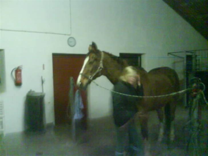 Dansk Varmblod Robina Sølyst billede 7