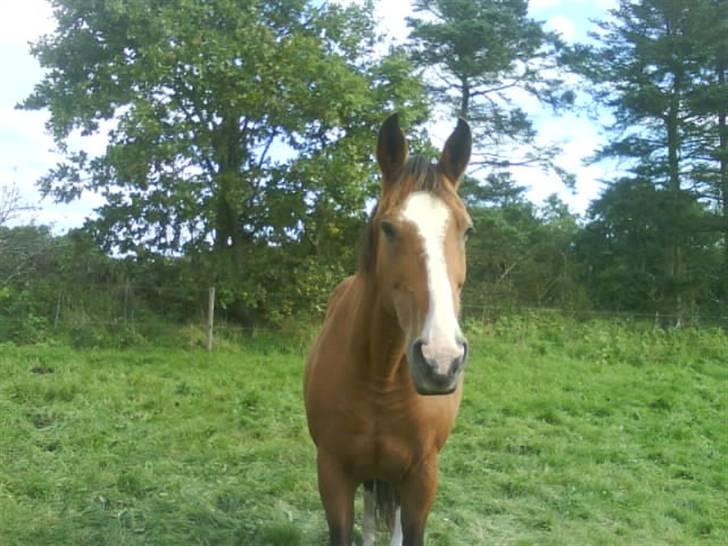 Dansk Varmblod Robina Sølyst billede 8