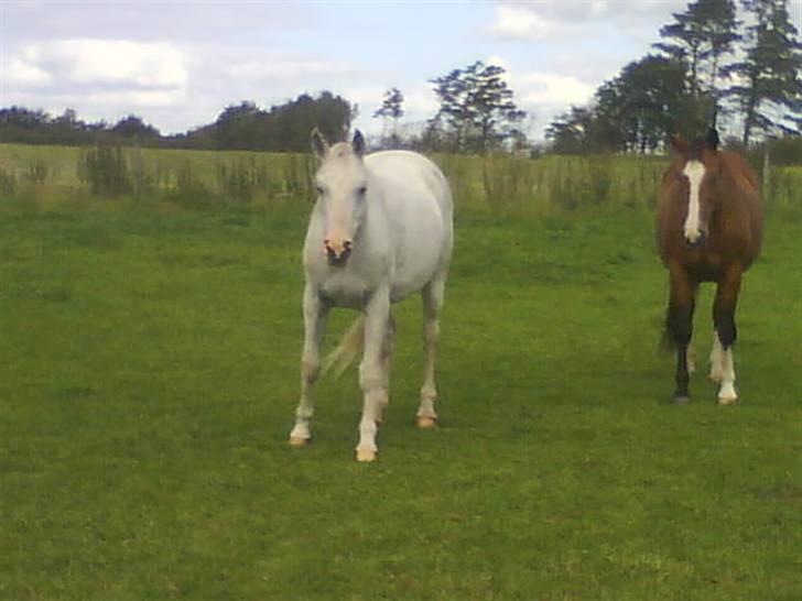 Dansk Varmblod Robina Sølyst billede 9