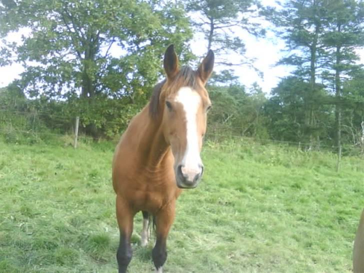 Dansk Varmblod Robina Sølyst billede 10