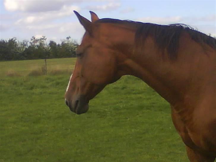 Dansk Varmblod Robina Sølyst billede 11