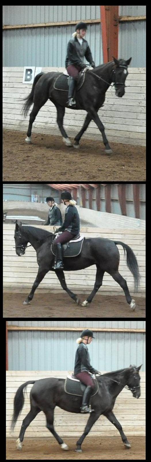 Anden særlig race Ulla (Lotus Noir) *SOLGT* - Hanne får en prøvetur billede 20