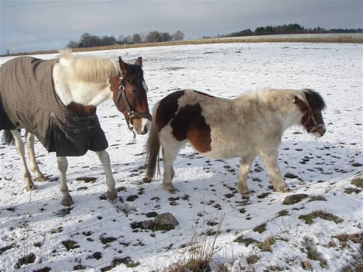 Anden særlig race #Wendy# - Valle & Wendy På Fold Vintern 09  Foto - Mig billede 15