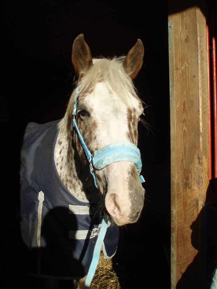 Appaloosa Spice girl R.I.P billede 16