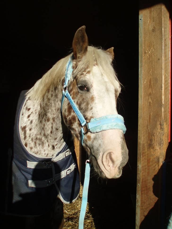 Appaloosa Spice girl R.I.P billede 17