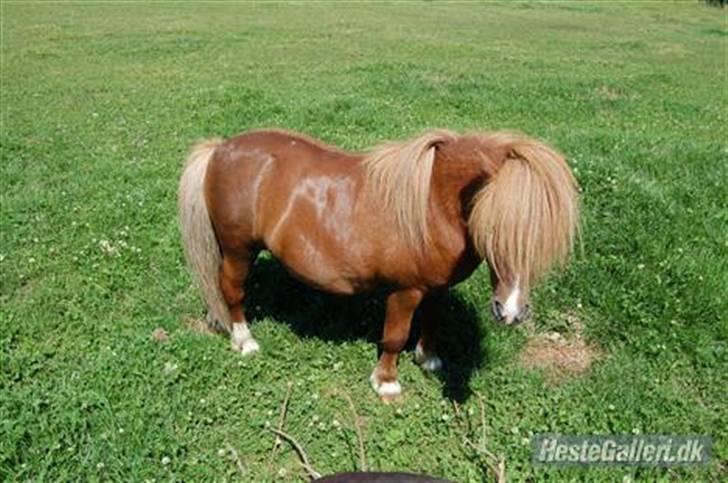 Shetlænder Ponyfar 3<3<3 - p billede 8
