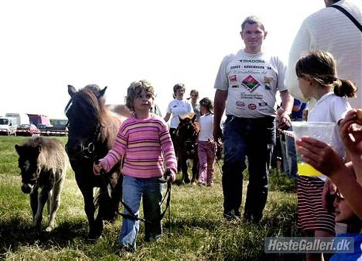 Shetlænder Laura <3<3<3 billede 8