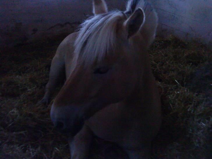 Fjordhest urban fjordlyst *død*  - ja han var lidt træt  billede 2