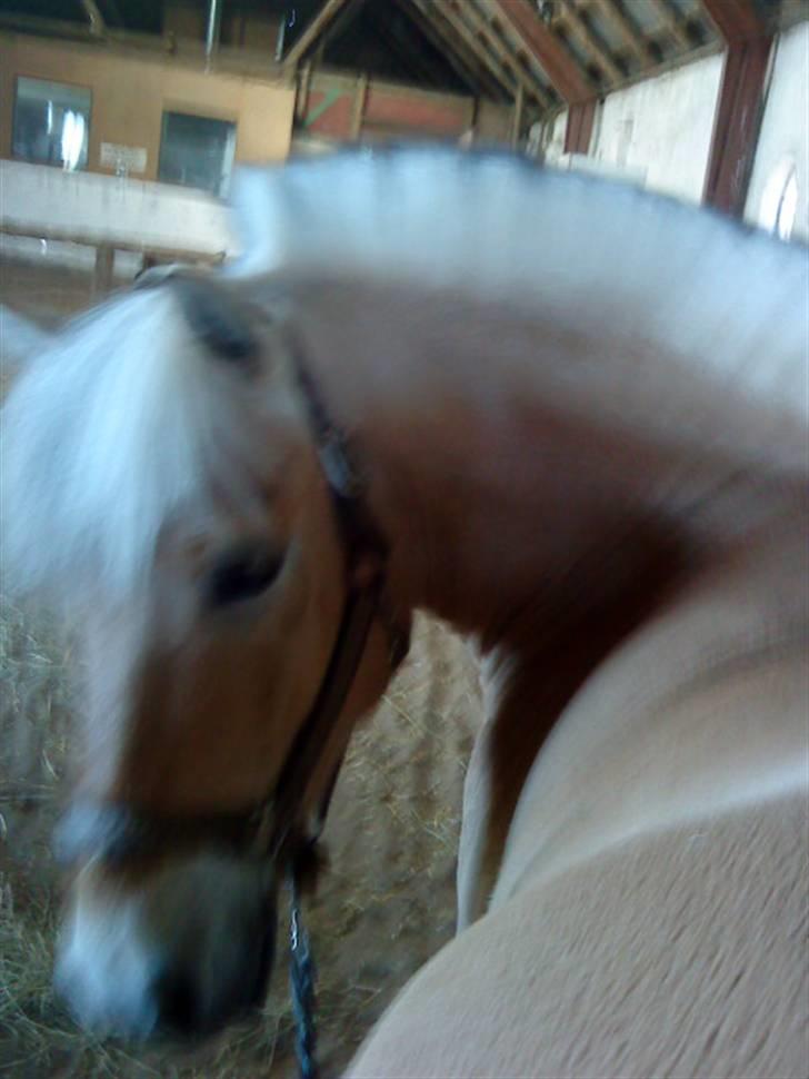 Fjordhest urban fjordlyst *død*  - <3 urban <3 billede 3