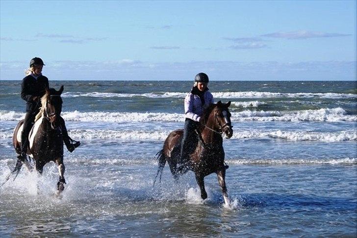 Pinto *Pacazio* - Pacazio og Carlo på stranden  :) billede 8