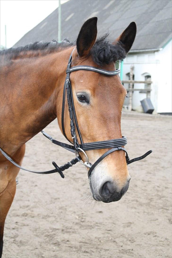 Pinto Laura Af Korup (R.I.P, elskede) :`( - Stævne agr klub cup. <3 Min elskede hest billede 2