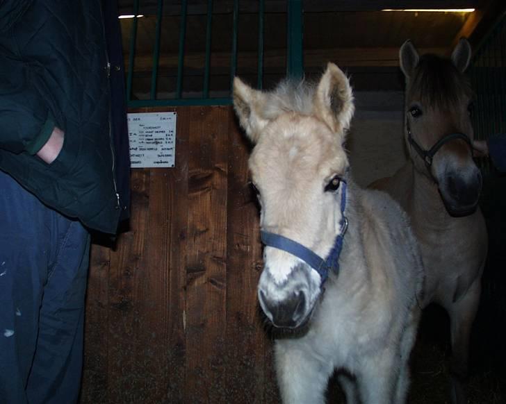 Fjordhest Konrad Southfork  - Konrad så Baby hest (: billede 16