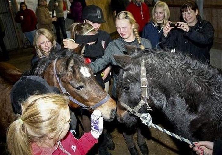 Anden særlig race Tulle (fundet igen)  - Tulle hjemme igen d. 25/10 20.30 efter at have været stjålet (foto: Amtavisen) billede 6