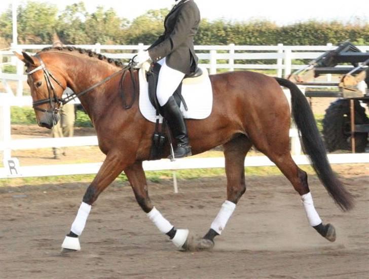 Pinto Laura Af Korup (R.I.P, elskede) :`( billede 7